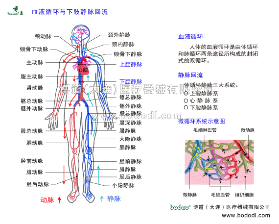 深靜脈血栓形成的預(yù)防與護(hù)理