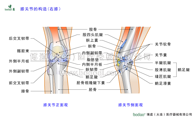 膝關(guān)節(jié)的常見疾病與健康防護(hù)