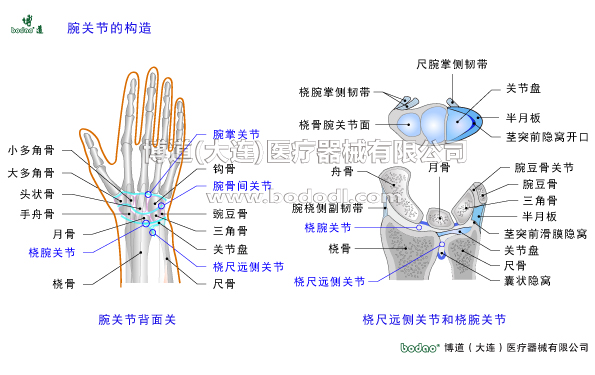 腕關節(jié)的常見疾病與健康防護