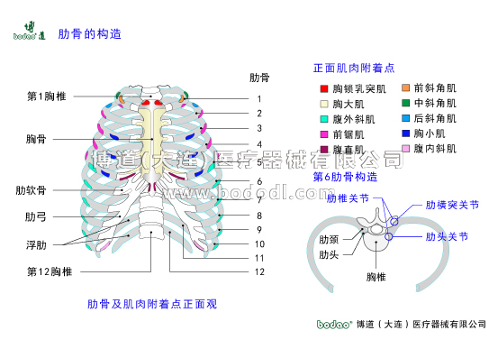 胸肋部常見疾病與健康護理