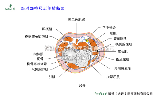 肘關(guān)節(jié)構(gòu)造及其常見(jiàn)傷病