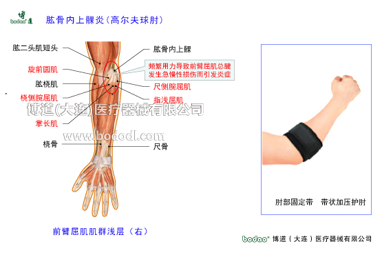 肘關(guān)節(jié)構(gòu)造及其常見(jiàn)傷病
