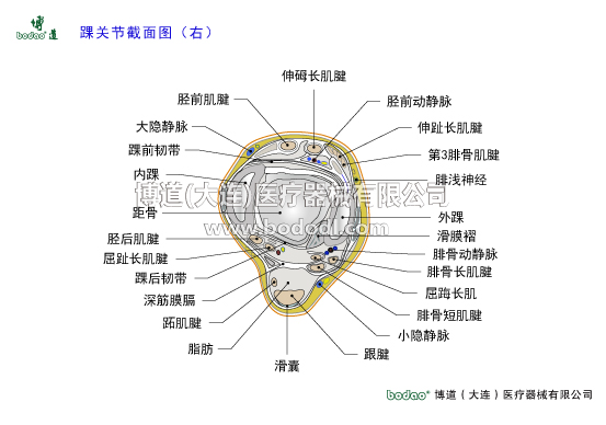 踝關節(jié)的構造與常見傷病