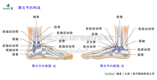 踝關節(jié)的構造與常見傷病