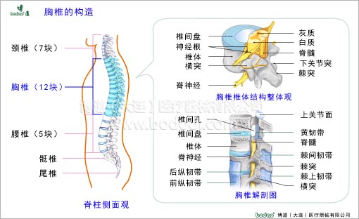 脊椎部疾病與健康護理