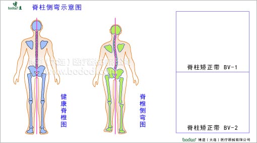 脊椎部疾病與健康護理
