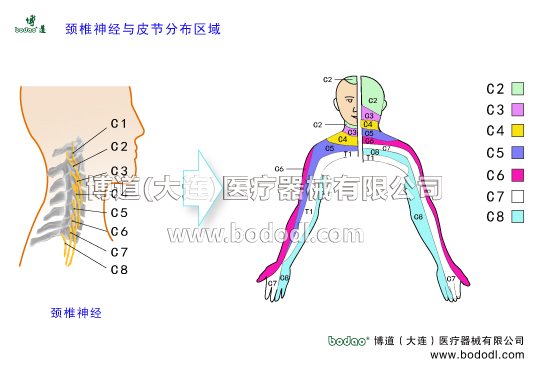 頸椎神經(jīng)與皮節(jié)分布區(qū)域示意圖頸椎構(gòu)的造頸神經(jīng)及頸神經(jīng)根椎動(dòng)脈基底動(dòng)脈頸椎病的預(yù)防與治療頸椎神經(jīng)有8對(duì)前根運(yùn)動(dòng)性后根感覺(jué)性頸椎病的癥狀與治療方法頸神經(jīng)控制區(qū)域博道頸椎固定帶頸托系列博道頸椎矯正帶頸叢神經(jīng)臂叢神經(jīng)肌皮神經(jīng)正中神經(jīng)尺神經(jīng)橈神腋神經(jīng)胸長(zhǎng)神胸背神經(jīng)為枕下神經(jīng)分支椎枕肌和頭半棘肌枕大神經(jīng)后支椎間關(guān)節(jié)橫突或關(guān)節(jié)突肥大頸椎部深肌勞損炎癥肌纖維腱纖維或