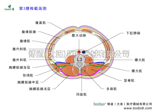 腰椎結(jié)構(gòu)第三腰椎截面圖L3結(jié)構(gòu)腰椎解剖圖腰部肌肉構(gòu)造腰大肌腰方肌豎脊肌髂肋肌最長肌棘肌多裂肌回旋肌背闊肌腹直肌腹外斜肌腹內(nèi)斜肌腹橫肌下腔靜脈腹主動脈腹大動脈髂腰肌胸腰筋膜淺層胸腰筋膜中層胸腰筋膜深層閃腰扭腰博道透氣性護(hù)腰腰椎矯正固定帶腰肌勞損腰椎骨質(zhì)增生腰背肌筋膜炎腰椎間盤突出胸腰椎壓縮性骨折腰疼透氣加壓護(hù)腰腰椎矯正固定牽引器腰椎病的預(yù)防與治療腰椎病的主要病癥與康復(fù)治療博道腰部固定帶腰椎固定帶
