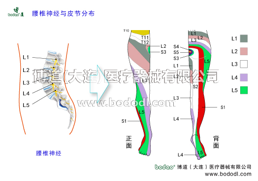 腰椎神經(jīng)與皮節(jié)分布腰椎神經(jīng)皮節(jié)腰椎神經(jīng)有5對前根屬運動性后根屬感覺性脊神經(jīng)節(jié)神經(jīng)干椎間孔前支后支脊膜支和交通支神經(jīng)節(jié)段性、腰叢神經(jīng)股神經(jīng)閉孔神經(jīng)腰骶干神經(jīng)骶尾神經(jīng)骶叢神經(jīng)肌支神經(jīng)皮支神經(jīng)節(jié)段性臀上皮神經(jīng)橫突或關(guān)節(jié)突肥大背部深肌勞損撕裂以及肌纖維腱纖維或韌帶的腫脹出血等原因致使后支受壓張力增加導(dǎo)致腰背痛博道護(hù)腰部固定帶腰椎固定帶透氣性腰圍腰封腰托腰椎病的預(yù)防與治療腰椎病的治療與康復(fù)護(hù)理博道腰部固定帶