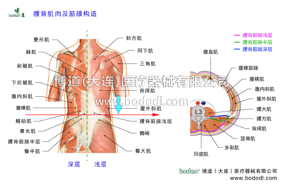 腰背部肌肉及腰背部深淺筋膜的構(gòu)造腰椎由5塊腰椎骨和5個腰椎間盤組成，依靠前縱韌帶后縱韌帶黃韌帶棘間韌帶棘上韌帶腰椎小關(guān)節(jié)囊等韌帶組織和腰背部腰骶部的背闊肌豎脊肌多裂肌回旋肌腰方肌腰大肌以及腹前壁兩側(cè)的腹直肌腹斜肌髂腰肌等眾多肌肉筋膜和肌腱組織共同支撐著人體的上半部。腰椎是脊柱的重要承重節(jié)段，是活動性腰椎轉(zhuǎn)變?yōu)楣潭ㄐ憎咀怠⑶巴寡缔D(zhuǎn)變?yōu)楹笸棍咀档倪^渡區(qū)中心，因此腰椎部是相關(guān)軟組織急慢性損傷的易發(fā)部位。