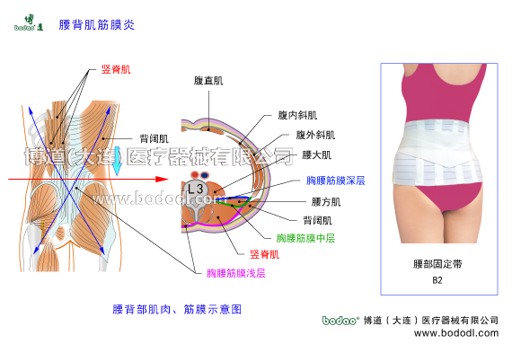 腰背肌筋膜炎的發(fā)病原因及癥狀，腰背肌筋膜炎的保守治療與手術(shù)治療。腰背肌筋膜炎的日常防護(hù)與治療方法。腰背肌筋膜又稱胸腰筋膜，由縱行的結(jié)締組織纖維編織而成，分淺層筋膜、中層筋膜和深層筋膜。博道腰部固定帶透氣性醫(yī)用護(hù)腰的功能與防護(hù)作用。腰背肌筋膜與肌肉的構(gòu)造，胸腰筋膜的構(gòu)造及功能與作用。第三腰椎截面圖和解剖構(gòu)造圖，腰背部神淺層肌肉構(gòu)造。閃腰扭腰等急性腰痛與慢性腰肌勞損，腰椎小關(guān)節(jié)紊亂椎間盤突出骨質(zhì)增生腰椎