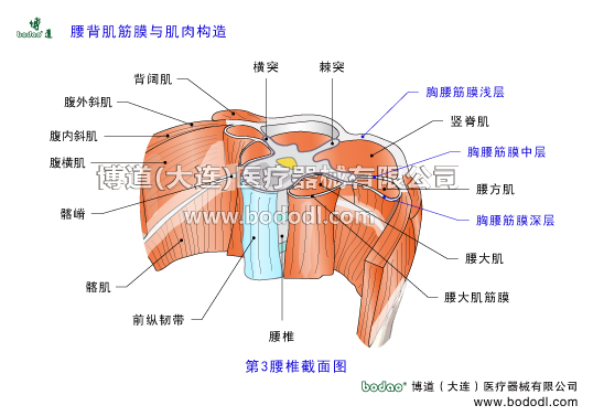 腰背肌筋膜與肌肉的構(gòu)造，胸腰筋膜的構(gòu)造及功能與作用。胸背筋膜有幾層構(gòu)造。腰背肌筋膜分幾層。博道腰部固定帶透氣性醫(yī)用護(hù)腰的功能與防護(hù)作用。腰背筋膜淺層在哪里豎脊肌表面，背闊肌和下后鋸肌的起始腱膜，髂嵴和骶外側(cè)嵴，腰椎棘突和棘上韌帶，豎脊肌鞘。腰背筋膜中層位于豎脊肌與腰方肌之間，腹肌的起始腱膜。腰背筋膜深層位于腰方肌前側(cè)，腰大肌筋膜，腹內(nèi)筋膜。髂腰肌筋膜，股骨小轉(zhuǎn)子。胸腰筋膜損傷炎癥的原因癥狀及治療護(hù)理