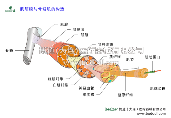 肌筋膜與骨骼肌的構(gòu)造。什么是筋膜，筋膜在哪里。筋膜的功能與作用。筋膜存在于體內(nèi)各個組織器官之間，具有支持、限制和保護(hù)各組織器官的作用。筋膜的種類。漿膜下筋膜即內(nèi)臟筋膜。肌筋膜包被骨骼肌，是一層覆蓋于肌肉和肌腱組織周圍、遍布全身的結(jié)締組織，肌筋膜膠原纖維的排列方向。肌筋膜又可分為淺筋膜和深筋膜。博道腰椎固定帶透氣性醫(yī)用護(hù)腰的功能與防護(hù)作用。