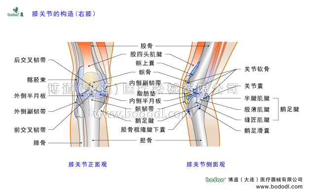 膝關(guān)節(jié)的構(gòu)造，膝蓋滑囊結(jié)構(gòu)，膝關(guān)節(jié)半月板，膝關(guān)節(jié)韌帶與肌肉構(gòu)造，博道透氣性醫(yī)用護膝膝關(guān)節(jié)固定帶，髕上囊髕下脂肪墊膝關(guān)節(jié)液，髕股關(guān)節(jié)股脛關(guān)節(jié)股骨內(nèi)側(cè)髁外側(cè)髁脛骨髁，脛骨平臺，前后交叉韌帶前后十字韌帶髕骨韌帶，膝關(guān)節(jié)滑膜關(guān)節(jié)囊，股四頭肌肌腱脛骨粗隆關(guān)節(jié)軟骨鵝足腱滑囊，半膜肌腱股薄肌腱縫匠肌腱髕韌帶內(nèi)側(cè)副韌帶外側(cè)副韌帶腘斜韌帶髕下深囊，髂脛束膝關(guān)節(jié)活動度，膝關(guān)節(jié)疾病的預(yù)防與治療，膝關(guān)節(jié)角度可調(diào)式卡盤固定支