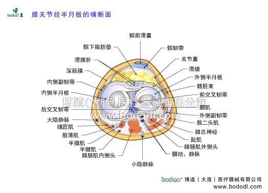 膝關(guān)節(jié)半月板的構(gòu)造，膝關(guān)節(jié)的構(gòu)造截面圖，膝關(guān)節(jié)滑膜髕前滑囊髕韌帶，膝關(guān)節(jié)囊膝關(guān)節(jié)滑囊，髂脛束跑步膝，膝關(guān)節(jié)內(nèi)外側(cè)半月板及主要人帶的構(gòu)造與功能，交叉韌帶十字韌帶，博道醫(yī)用護膝角度可調(diào)式膝關(guān)節(jié)卡盤固定支架腿，部下肢可骨折固定夾板，腘肌腱外側(cè)副韌帶股二頭肌腓總神經(jīng)趾肌腘動脈腘靜脈腓腸大小隱靜脈半腱肌半膜肌股薄肌縫匠肌板股后韌帶板股前韌帶內(nèi)側(cè)半月板內(nèi)側(cè)副韌帶，膝關(guān)節(jié)滑膜折。髕下脂肪墊，伸膝裝置與屈膝裝置
