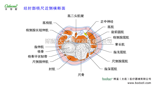 肘關(guān)節(jié)的運(yùn)動(dòng)損傷與防護(hù)