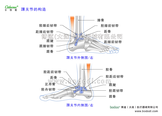 踝關(guān)節(jié)的運(yùn)動(dòng)損傷與防護(hù) 踝關(guān)節(jié)的運(yùn)動(dòng)損傷與防護(hù)