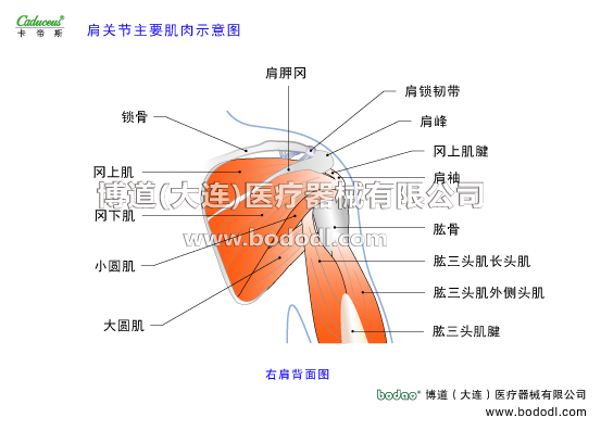 肩關(guān)節(jié)的運(yùn)動(dòng)損傷與防護(hù)