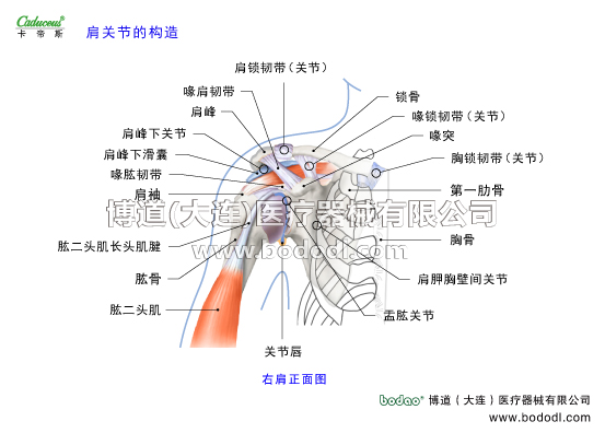 肩關節(jié)的運動損傷與防護