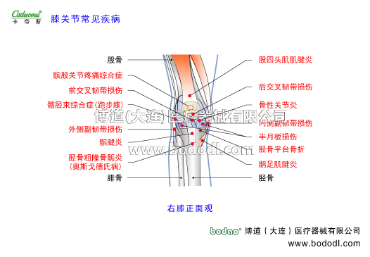 膝關(guān)節(jié)的運動損傷與防護