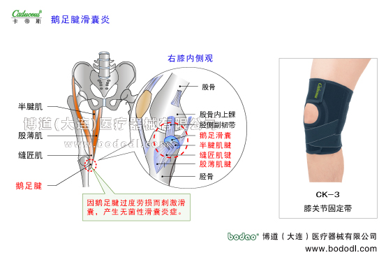膝關(guān)節(jié)的運(yùn)動(dòng)損傷與防護(hù)