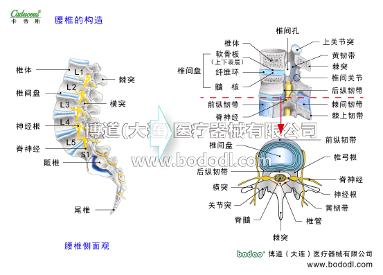 腰椎部的運動損傷與防護