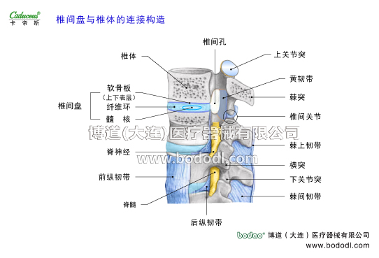 腰椎部的運動損傷與防護