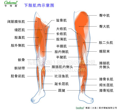 肌肉損傷與運動防護(hù)