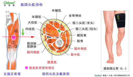 肌肉損傷與運動防護(hù)
