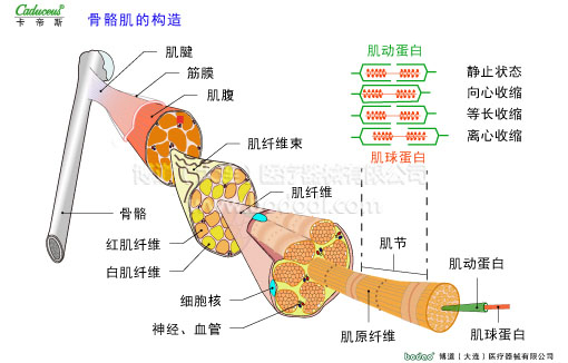 肌肉損傷與運(yùn)動(dòng)防護(hù)