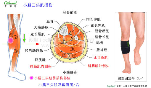 肌肉損傷與運動防護(hù)