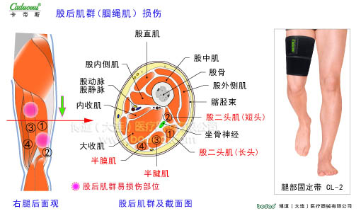 肌肉損傷與運動防護(hù)