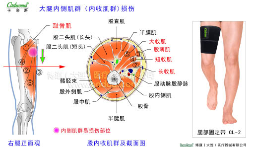 肌肉損傷與運動防護(hù)