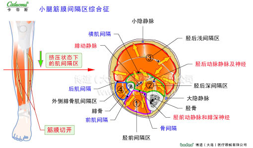 肌肉損傷與運動防護(hù)