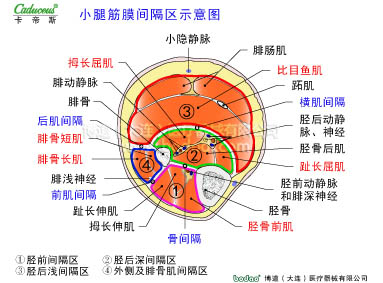 肌肉損傷與運動防護(hù)
