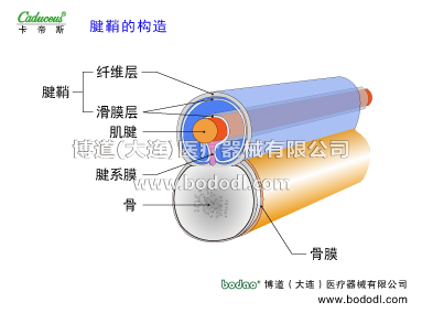 腕關(guān)節(jié)的運(yùn)動(dòng)損傷與防護(hù)