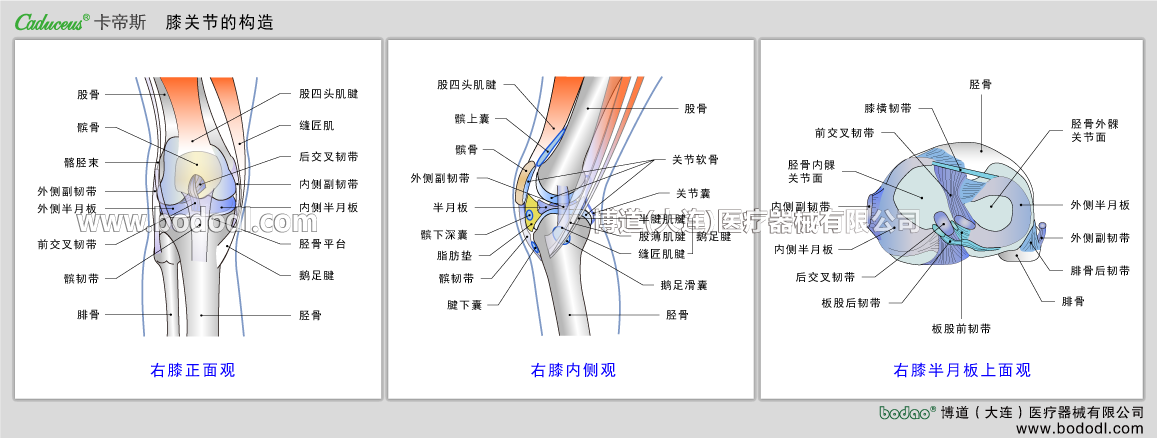STRUCTURE OF KNEE JOINT 