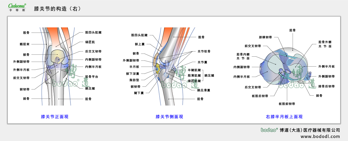 膝關節(jié)的構造