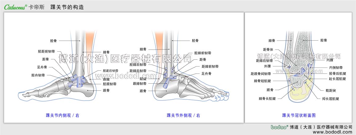 STRUCTURE OF ANKLE JOINT