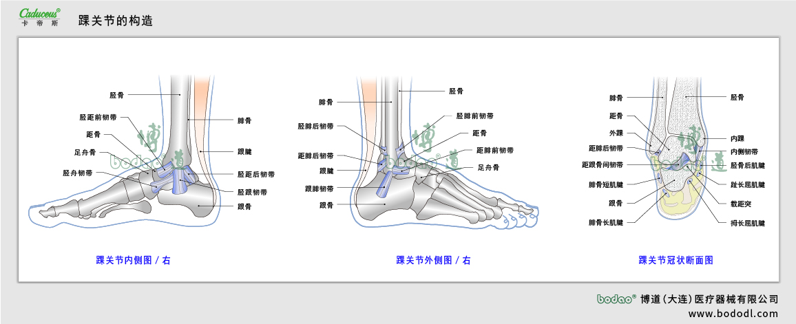 踝關節(jié)的構(gòu)造