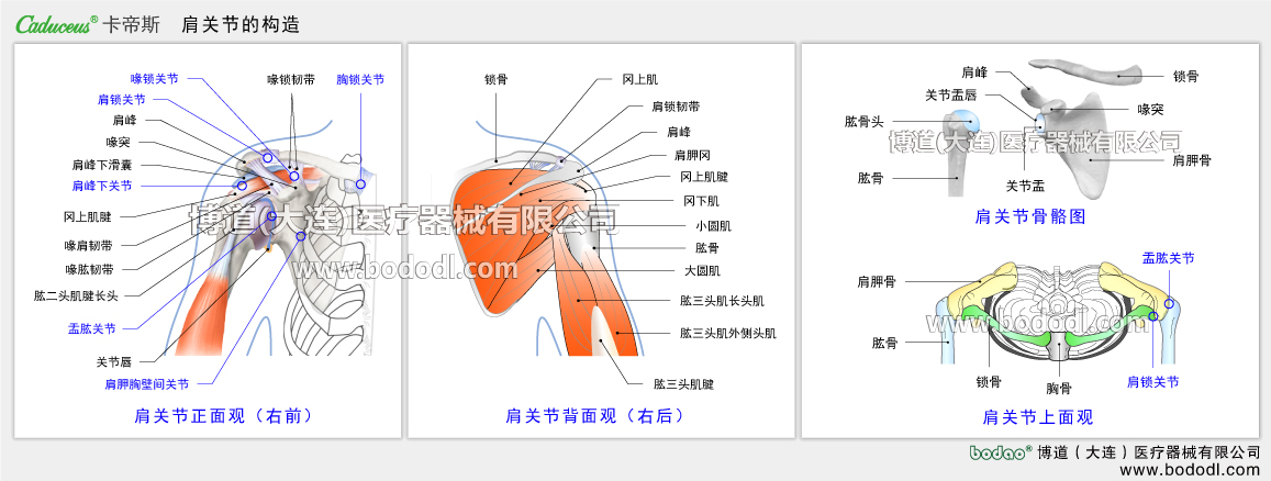 肩関節(jié)の構(gòu)造