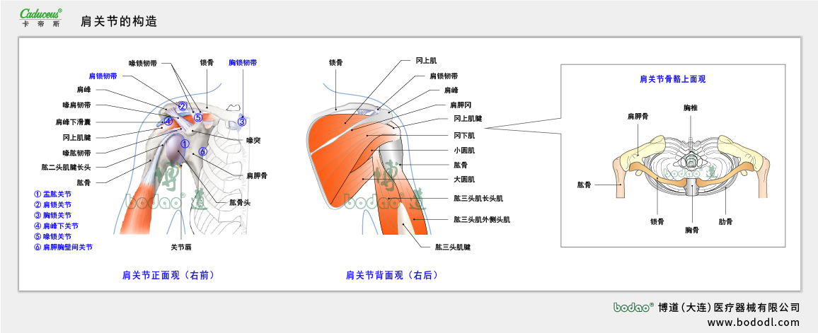 肩關(guān)節(jié)的構(gòu)造