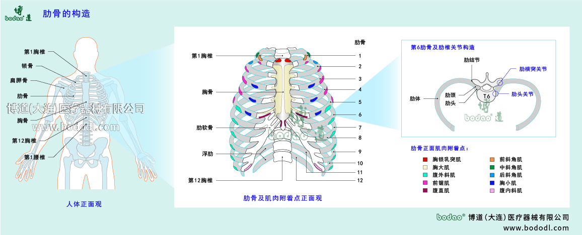 肋骨的構(gòu)造