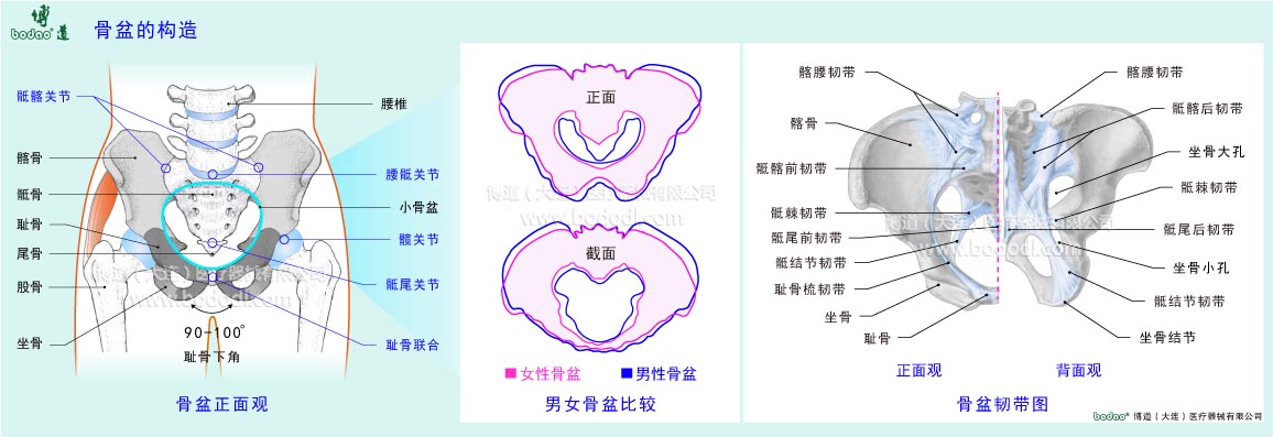 骨盆的構(gòu)造