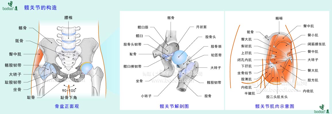 髖關(guān)節(jié)的構(gòu)造