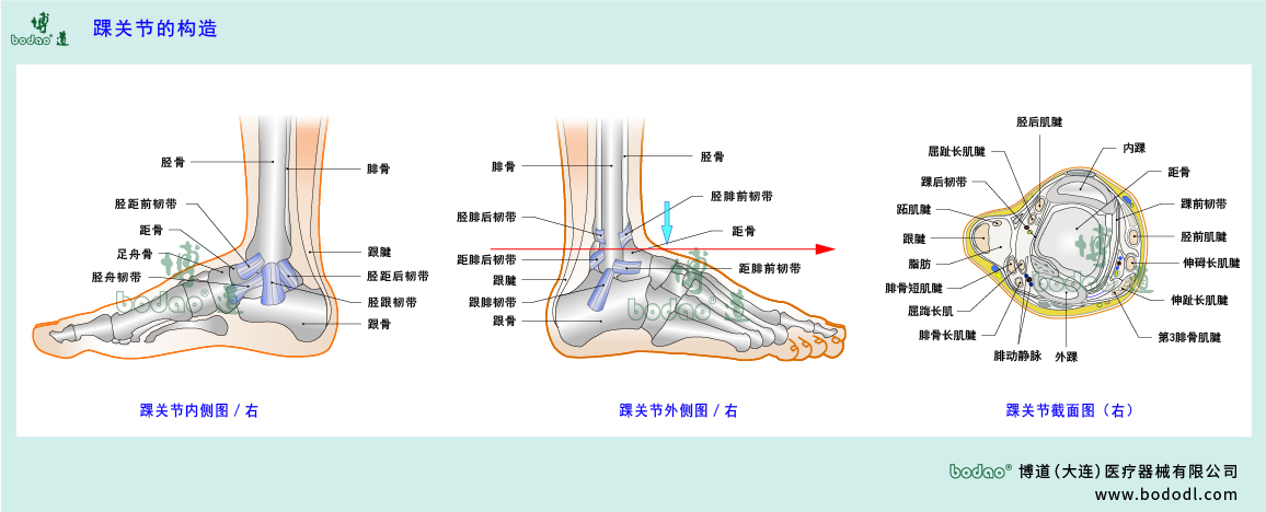 踝關節(jié)的構造