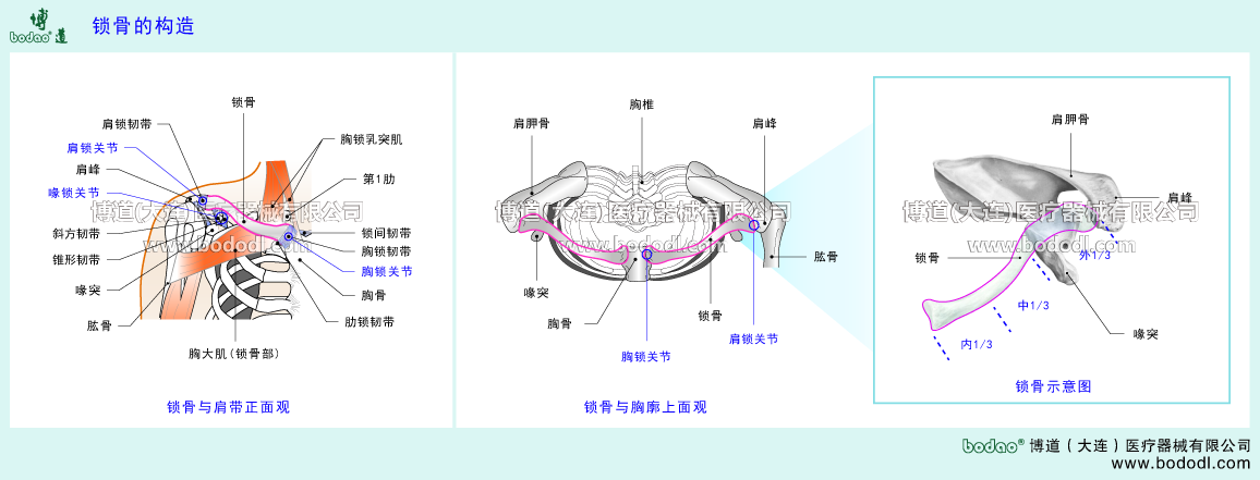 上肢の構(gòu)造