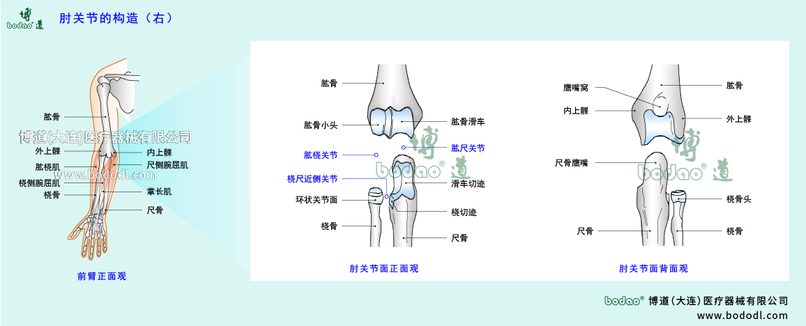 肘關(guān)節(jié)的構(gòu)造