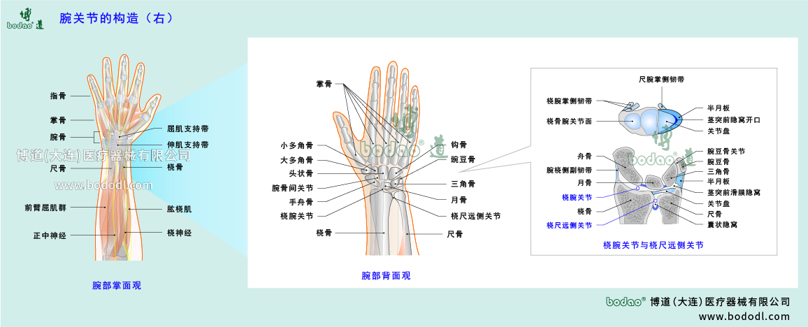 腕關節(jié)的構造