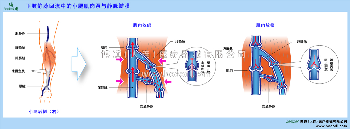 小腿肌肉泵與靜脈瓣膜的構造與功能